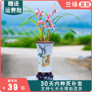 市长红兰花苗建兰名贵盆栽花卉植物室内国兰浓香型兰草趣味