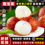 广东高州新鲜白糖罂荔枝5斤当季孕妇水果整箱送现摘现发空运