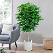 幸福树盆栽大客厅室内办公室，净化空气北欧风平安植物绿宝大型绿植