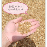 农家2023年新小麦粒 发麦芽糖小麦种子 出麦苗 带麸皮全小麦