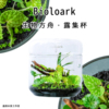 露集杯bioloark生物方舟苔藓，瓶生态瓶高硼硅玻璃瓶微景观苔藓食虫