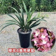 大花蕙卉 蜜蜂兰 兰花樱花神童冠 四季兰 墨兰阳台绿Y植甲兰吸花