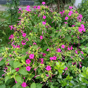 紫茉莉花种子孑籽四季种易活庭院室外阳台盆栽，驱蚊地雷花草夜来香