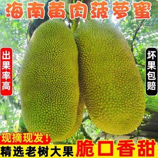 海南菠萝蜜黄肉一整个现摘现发新鲜水果干苞，当季20斤25斤30斤35斤