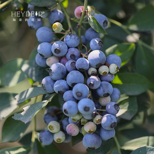 海蒂的花园蓝莓果树苗盆栽北方南方庭院阳台种植水果树小苗