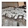 极速双孢菇蘑菇菌包食用菌包菌棒菇阳台口蘑蘑菇种植菌包
