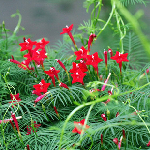 红色羽叶茑萝花种子庭院花，种籽子孑四季开花室外盆栽爬藤攀援植物