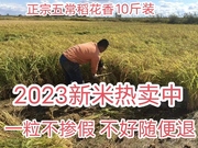2023年新米东北食用保真五常稻花香大米5kg10年老店自产自销真空