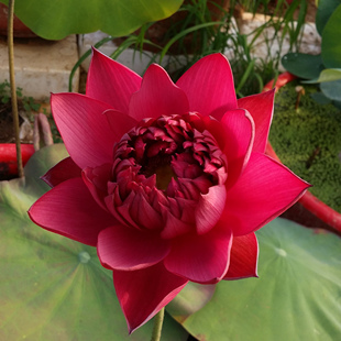 墨红碗莲种藕裸根吸甲醛，非室内阳台庭院，楼顶盆栽水生花卉净化空气