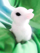 小型侏儒兔子活物凤眼海棠茶杯兔迷你儿童宠物兔荷兰兔垂耳兔活体