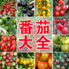 千禧番茄圣女果种子家庭，蔬菜孑春季四季种植沙瓤盆栽庭院阳台