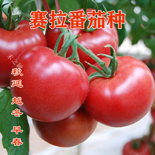 荷兰进口赛拉番茄种子粉红大果硬度，好高产抗病毒西红柿蔬菜种籽