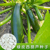 圣峰绿皮西葫芦种苗高产角瓜茭瓜种籽春夏四季阳台青南瓜蔬菜种苗