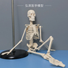45cm高人体(高人体)骨骼，模型全身骨架骷髅骨头架子，医学生小白教学四肢可拆