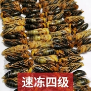 四级虎头蜂蛹野生蜂蛹鲜活冷冻油炸虎头蜂，马蜂蜂蛹新鲜活(新鲜活)蜂蛹500g