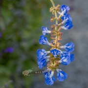 天蓝鼠尾草盆栽苗阳台庭院，多年生耐寒耐热花镜植物蓝色花