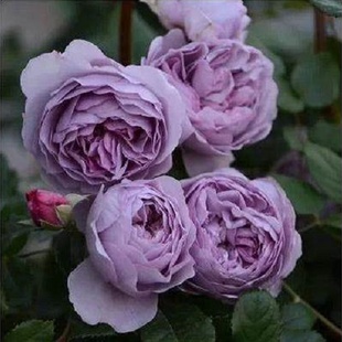 蓝色风暴月季花苗大花浓香开花紫色花卉植物庭院，四季玫瑰盆栽欧月