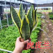 花卉绿植盆景 多肉植物 金边长叶虎皮兰老苗 短叶虎尾兰室内盆栽