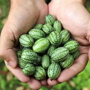 拇指西瓜种子迷你水果庭院小西瓜，种籽四季春季盆栽阳台农家蔬菜孑