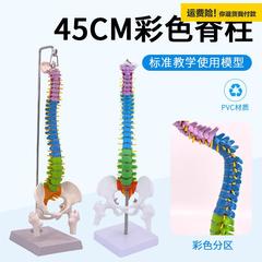 可.彩色人体脊柱模型医学正骨练习骨骼颈椎腰椎脊椎骨架45C