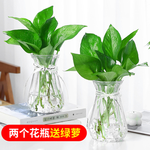 3个8.8元 加厚北欧ins风玻璃花瓶透明创意水培植物绿萝插花器摆件