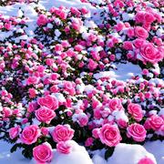 种子阳台玫瑰播种红玫瑰庭院，玫瑰花室外种子花卉，种子粉四季种