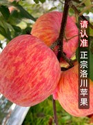 心整箱洛川斤一级10脆甜当季红富士冰糖新鲜正宗水果陕西苹果