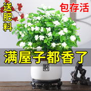 茉莉花苗盆栽带花苞四季开花老桩水培花卉植物，室内绿植浓香型好养