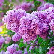 丁香花种子盆栽植物花卉，种子庭院阳台，绿植种子室内观花紫丁香花籽