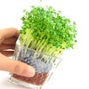 负离子室内小盆栽迷你绿植物盆栽四季种植玻璃盆景陶创意碳球植栽