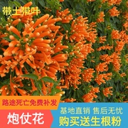 爬藤植物炮仗花苗盆栽四季常绿花藤绿植攀爬花卉庭院围墙垂吊花苗