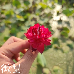 红授真大中小微型迷你荷花，碗莲睡莲种子藕，盆栽水培水生植物花