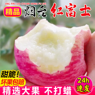 正宗山东烟台苹果水果新鲜红富士，苹果脆甜510斤当季冰糖心苹果丑