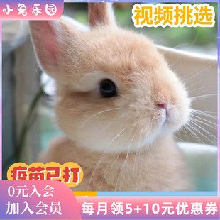 兔子活物宠物兔猫猫兔垂耳兔茶杯兔活体小宠物小型好养易活幼兔