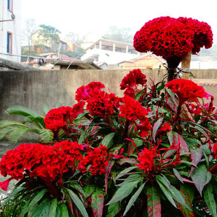 凤尾鸡冠花种子头状鸡冠花，观赏花卉阳台，庭院盆栽植物花卉种子