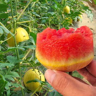 西瓜种籽黄皮小西瓜，种子高产早熟地雷西瓜籽，蔬菜种水果种孑