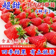 草莓种子四季播种奶油草莓室内阳台盆栽家庭阳台蔬菜花卉水果家庭