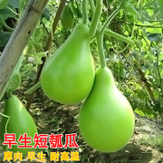 早生瓠瓜种子肉瓜短浦种籽葫芦，瓜瓢瓜耐热春秋季高产四季蔬菜种孑