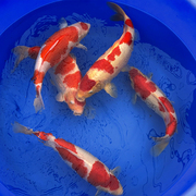 红白锦鲤大型锦鲤鱼，水池园林别墅鱼池