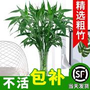 富贵竹水培植物粗杆发财树带根客厅，水养绿植转运竹子室内净化空气