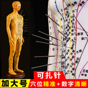 中医针灸人体穴位经络模型，人铜人可扎针练习人模特十二经络小皮人