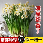 漳州水仙花种球盆栽水养带花苞，风信子四季开年宵花卉植物室内好养