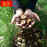 东北椴木小香菇干货500g冬菇蘑菇手选半野生散装肉厚干香菇