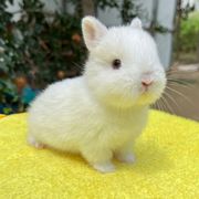 迷你侏儒兔子活物凤眼海棠小型茶杯兔长不大的宠物荷兰垂耳兔活体