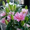 香水百合种球盆栽四季开花好养易活阳台室内多年生花卉植物花种子