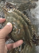 三门湾海捕红膏梭子蟹3斤5-6只海鲜鲜活水产江蟹白蟹飞蟹不包活