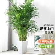 散尾葵植物客厅落地大型绿植室内盆栽吸甲醛办公室带盆好养凤尾竹