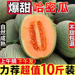 海南哈密瓜正宗西州蜜甜瓜10斤当季新鲜水果现摘网纹蜜瓜一箱