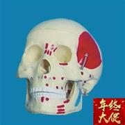 高档1 1头骨肌肉画色模型骷髅头成人头骨人体V骨骼模型骨架模
