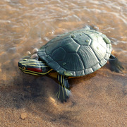仿真海洋动物模型乌龟 巴西龟 海底生物海龟模型儿童玩具手办摆件